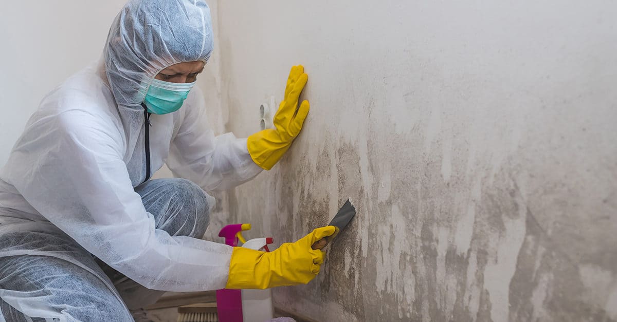 Mold Removal & Remediation | Expert Mold Removal Services in Palm Bay, FL